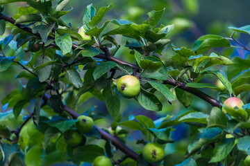 Apples on branches on a background of green foliage in the summer