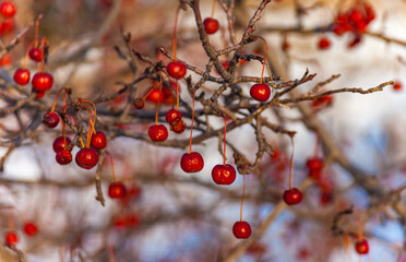 Wild red apples on branches on blue sky in autumn