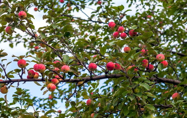 Apples on a branch in autumn