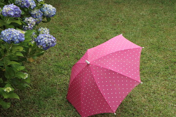傘と紫陽花