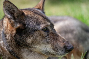 Muzzle of a dog of the West Siberian Laika (a related breed of husky) with scars. Close-up, narrow focus.