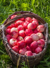 Red Apples in a wicker basket on a green background in summer