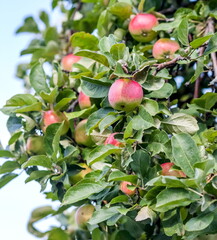Apples on the branches on the background of greenery in summer