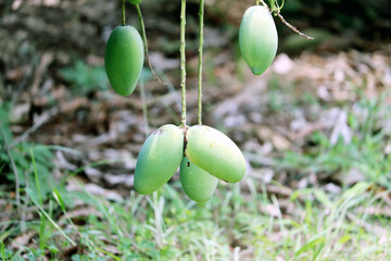 Fresh Green Mango hanging on mango tree
