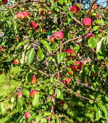 Red apples on a branch against the foliage in the garden in the summer
