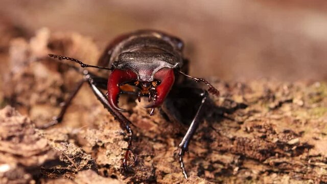 M&auml;nnlicher Hirschk&auml;fer (Lucanus cervus) frontal