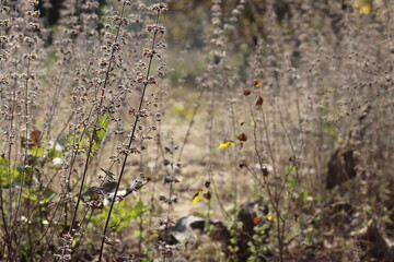 Dried plants in the forest with blured background, india