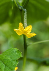 Flowers, embryos and cucumber leaves close-up