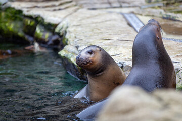 Two seals rest at the shore