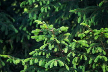 fluffy branches of bright green color, spring spruce tree