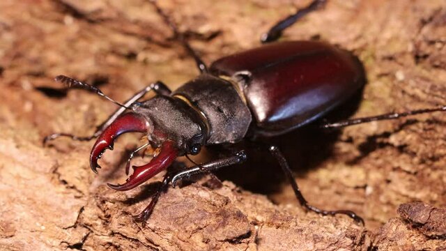 M&auml;nnlicher Hirschk&auml;fer (Lucanus cervus)