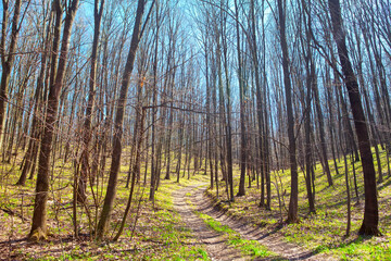 Fototapeta premium morning in the spring forest , woodland path 