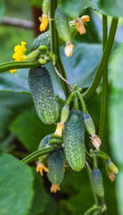 Cucumber. Fruits, shoots and flowers