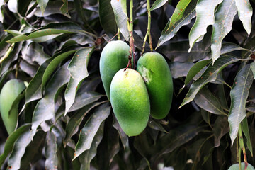 Fresh Green Mango hanging on mango tree