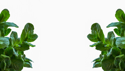 Fresh mint leaves isolated on a white background