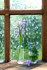 flowers in the window