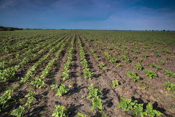 Fototapeta na wymiar panoramic view of lines of young corn shoots on big field
