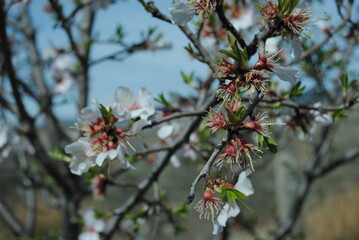 flores