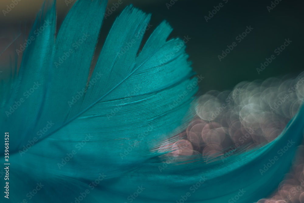 Poster Close up Beautiful blue Bird feather pattern on a bokeh background for design texture.