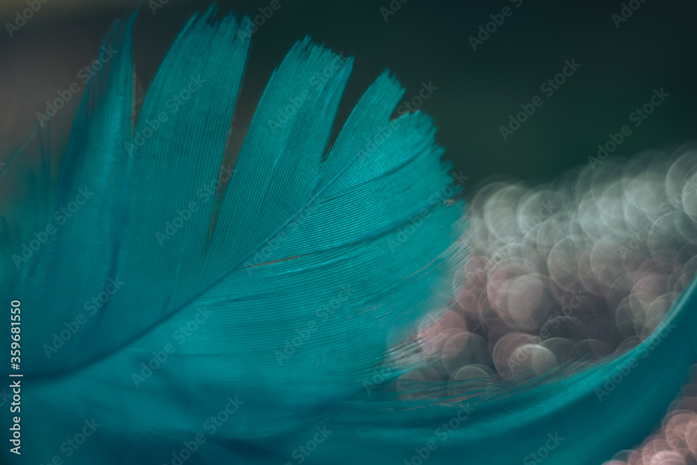 Poster Close up Beautiful blue Bird feather pattern on a bokeh background for design texture.