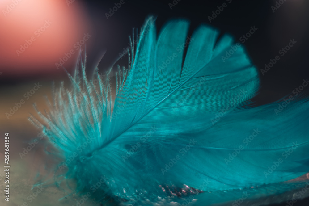Poster Close up Beautiful blue Bird feather pattern on a bokeh background for design texture.