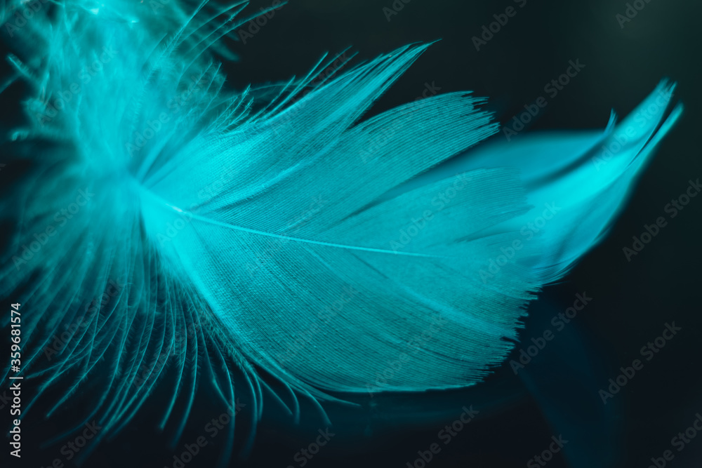 Poster Beautiful blue Bird feather on a bokeh background.  Pattern background for design texture.  Macro view photography.