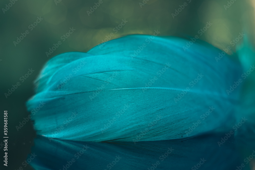 Poster Beautiful blue Bird feather on a bokeh background.  Pattern background for design texture.  Macro view photography.