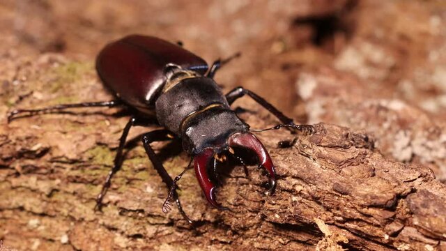 M&auml;nnlicher Hirschk&auml;fer (Lucanus cervus)