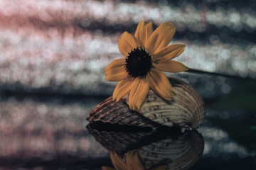 Beautiful seashells with yellow flower on a black glass table and green, silver bokeh background...