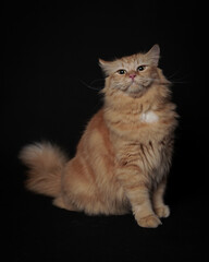 the white cat is being stylish like a child.