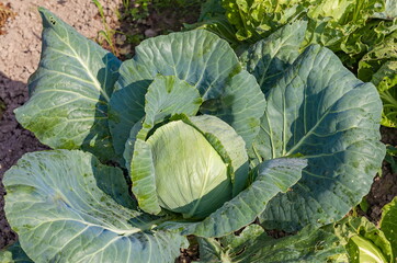 Obraz premium White cabbage in the garden closeup in the summer