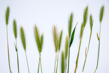 ears of young rye on white background