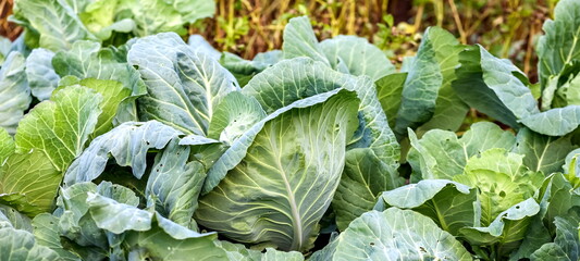 White cabbage on a green background in summer