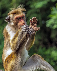 Toque Macaque Sri Lankan Monkeys At Yala National Park
