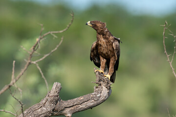 Aigle ravisseur,.Aquila rapax , Tawny Eagle