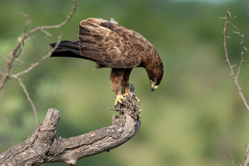 Aigle ravisseur,.Aquila rapax , Tawny Eagle