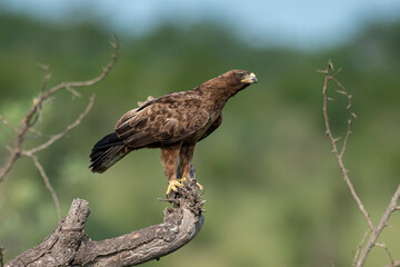 Aigle ravisseur,.Aquila rapax , Tawny Eagle