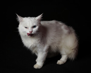 White cat photo session in the studio using a black background. The cat poses licked.