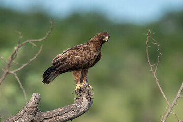 Aigle ravisseur,.Aquila rapax , Tawny Eagle