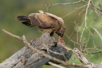 Aigle ravisseur,.Aquila rapax , Tawny Eagle