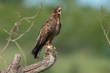 Aigle ravisseur,.Aquila rapax , Tawny Eagle