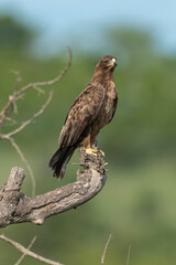 Aigle ravisseur,.Aquila rapax , Tawny Eagle
