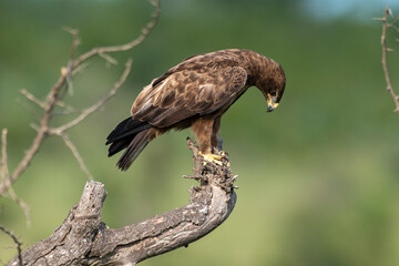 Aigle ravisseur,.Aquila rapax , Tawny Eagle