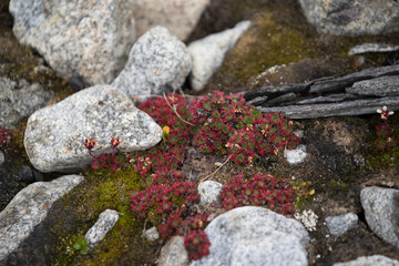Red saxifrage plant growing in between rocks in the Arctic on Spitsbergen.