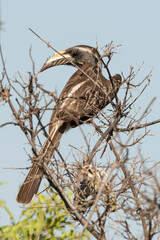 Calao à bec noir,.Lophoceros nasutus, African Grey Hornbill