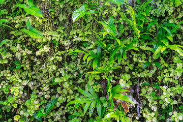 Green tropical plants background - vegetal wall