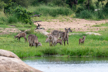Fototapeta na wymiar Cobe à croissant , Waterbuck, Kobus ellipsiprymnus, Parc national du Pilanesberg, Afrique du Sud