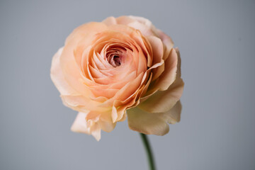 Beautiful blossoming single salmon coloured ranunculus flower on the grey wall background, close up view