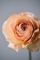 Beautiful blossoming single salmon coloured ranunculus flower on the grey wall background, close up...
