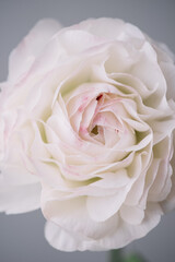 Beautiful blossoming single white japanese ranunculus flower on the grey wall background, close up view
